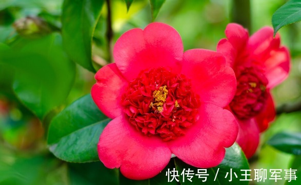 庭院无树，无福无禄？有院子就种15种树，随便选一种，吉祥又好看