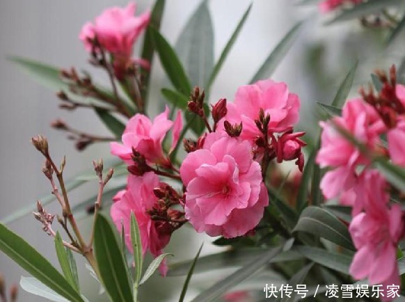 毒性|家里不能养的4类绿植,白送都不要,有钱人都懂,你还傻傻往家买