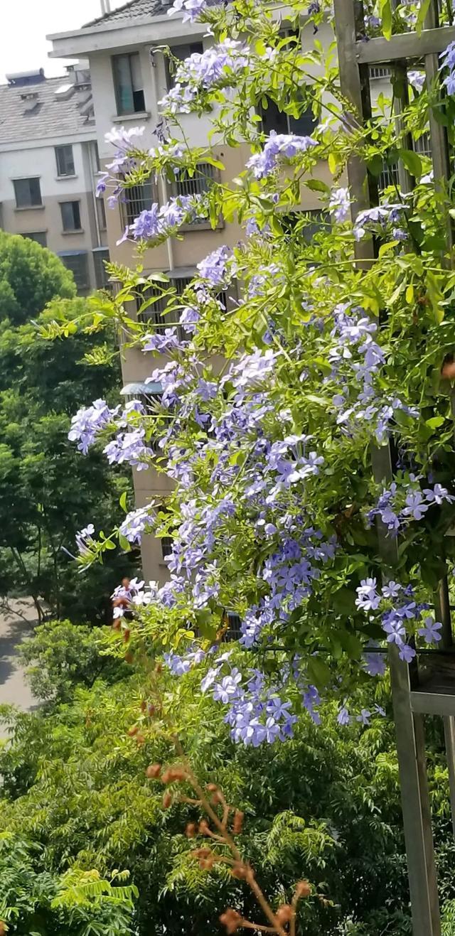 10种爬藤花,养了1种就停不下来!一开花就收不住,太好看了