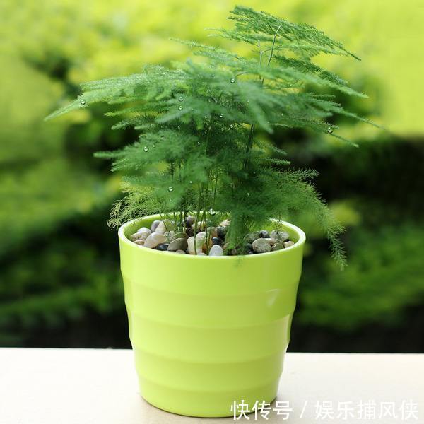 这些花不用太多光，放在家里的阴处养，开花大朵真漂亮