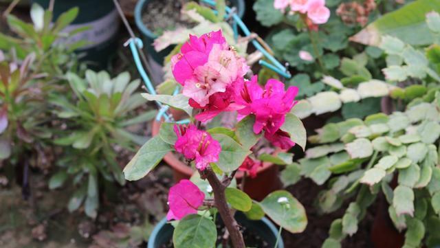 老师傅养三角梅有心得,每次花败直接修剪,年年开花爆盆