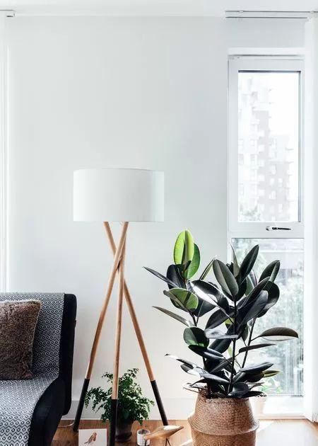 养在客厅里特别霸气的几种大型植物,有的还能养成盆景