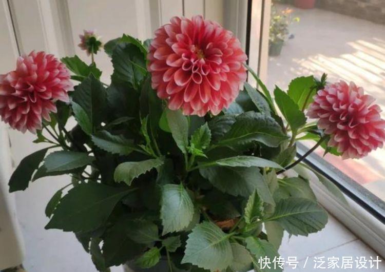 4种花好养易爆盆，四季繁花似锦，姿色艳丽，养在家里超美的