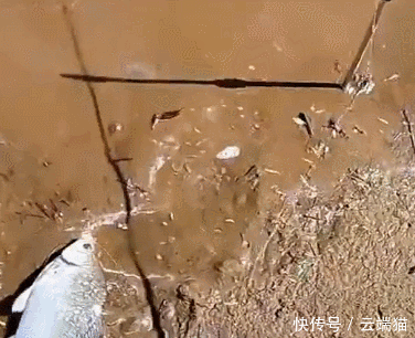野生|不认识黄辣丁?黄辣丁放生了,鲫鱼放鱼笼,不识货吗