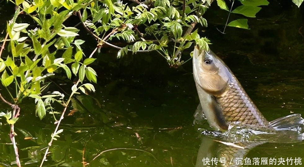 技巧|常见却很有用的钓鱼方法技巧,学会让你成为钓鱼高手——盛世三渔