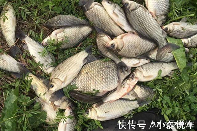 这些饵料被很多黑坑禁用,野钓时可以随便用,鱼口好到“离谱”