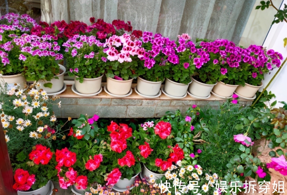 养花|养花贵精不在多,3种花入手不后悔,谁看了都喜欢