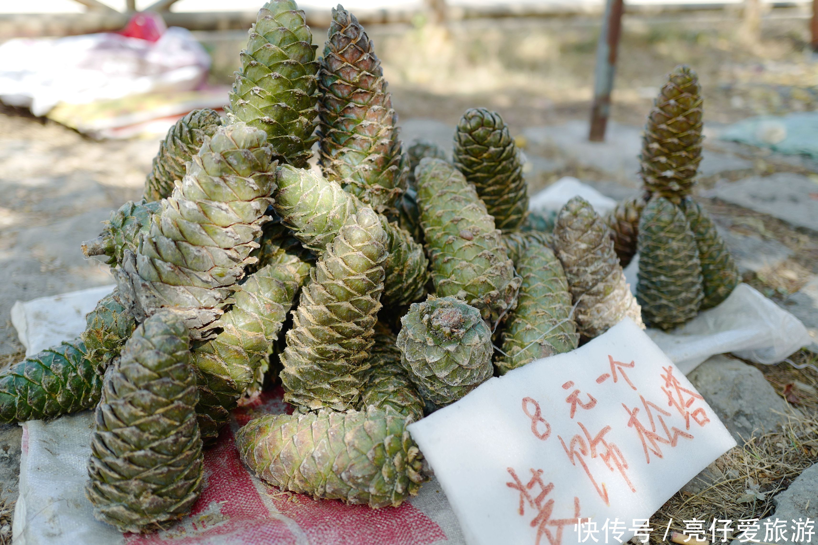 最美|中国最美银杏村 可以一路吃进村