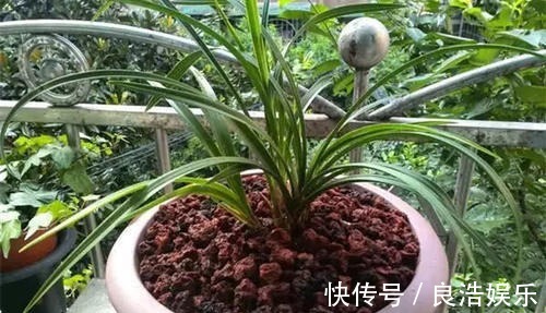 松针土|换盆先别忙，找到这3种材料旧土变新土，啥花也能用