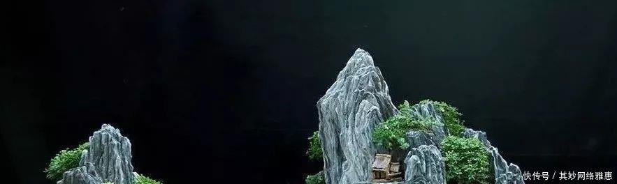 花友|大爷用石头来养花,越养越值钱,有人出1000块也不卖!
