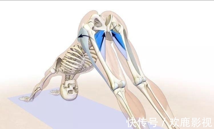 腘绳肌|要练好瑜伽下犬式,这些解剖要点你要知道!