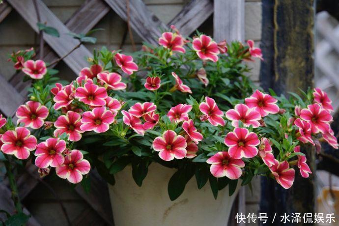小铃|这种花堪称开花机器，随便一养就开出一大盆，阳台快装不下了！