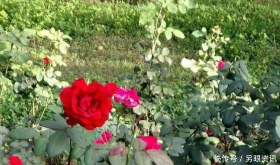 别再花钱买花盆了,将塑料瓶一处理栽花,比买来的更漂亮、独特