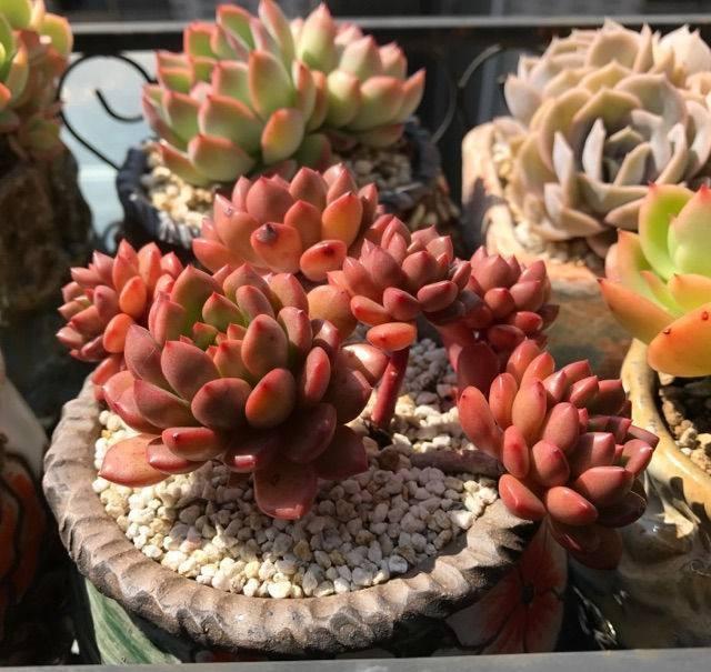 多肉|夏天多肉浇水,有小技巧,3个错误不要犯,小心多肉变“烂肉”