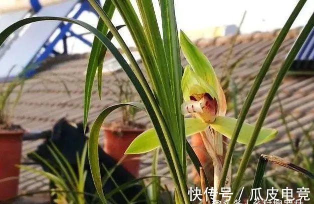 兰花香味不浓,香味不纯?用一个免费技巧,开花时邻居都能闻得到