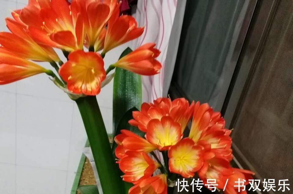 君子兰不长叶、不开花9月开始，浇水摻点“小颗粒”，入冬开花