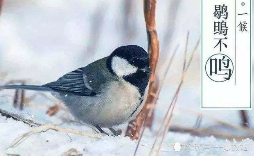  九天|大雪节气：万树有花春不红，九天无月夜长白