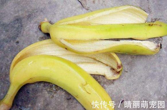 香蕉皮养花，用法可真多，泡水、混土、晒干当肥，还能擦叶子