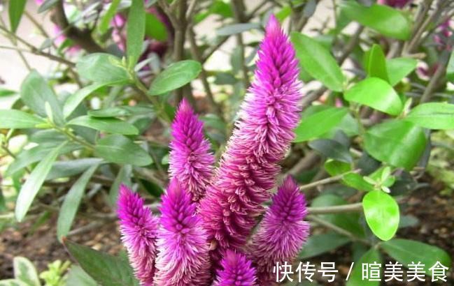 祛湿|专家常用此草泡水喝,每天喝一杯,清肝明目,祛湿清热