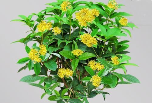 牡丹|养花还不知道选啥?八种花从古到今一直受人喜欢,你家里有吗