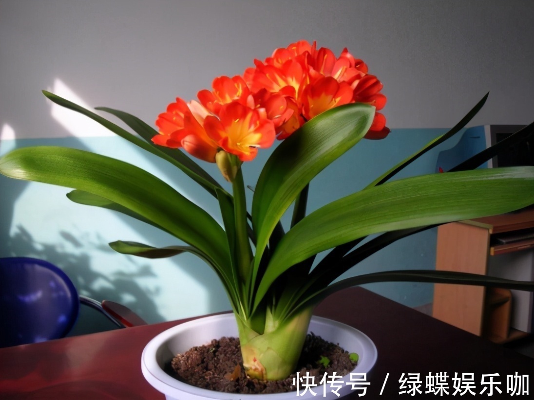 发黄|养君子兰的“小诀窍”,通过观察叶子,就能找出它的病因