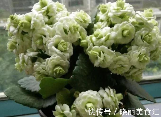 生长肥|长寿花开花期间要施肥吗,施什么肥好