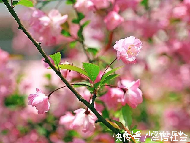 此花是我国特有的植物,红艳如胭,美如画,魅力十足