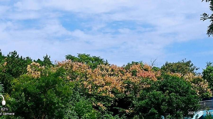 济南|10月10日，济南再现泉城蓝，蓝天白云飘，十分美