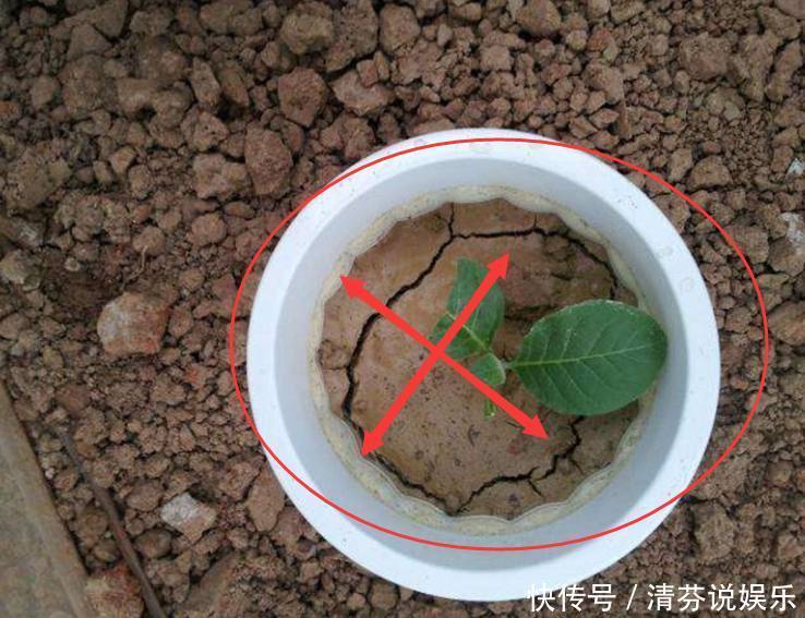 不是什么土都能养花!30年老花农这样配土,网友发现细节有猫腻