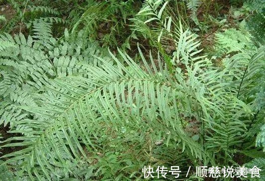 民间|一个治肝炎的民间偏方!1味草药煮水喝,不到1月,“肝”净病消除