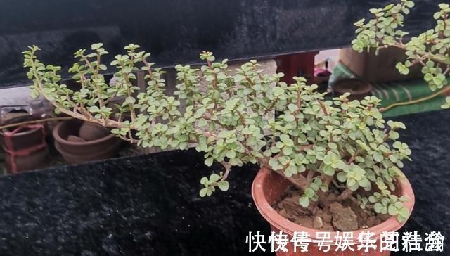 修剪|养金枝玉叶,怎样修剪、整形,才能把它打造成更美观的盆景