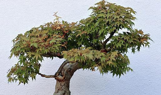 微型盆景如何制作,微型盆景制作步骤、养护方法来了