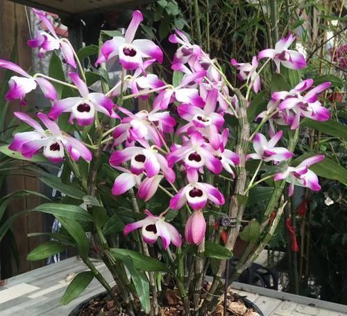 比兰花还仙气,这种花“浑身是宝”,养在家中十盆也不嫌多