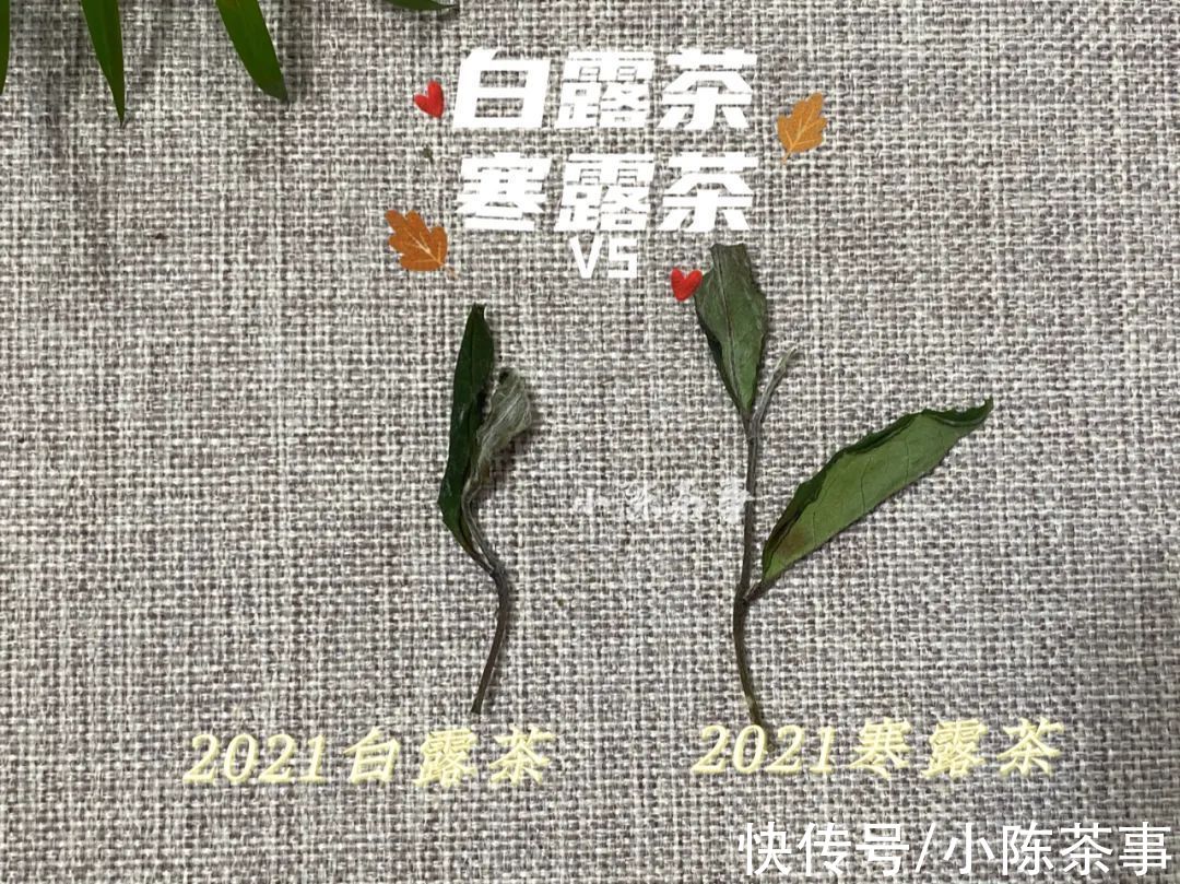 白露节@都是秋白茶，寒露茶与白露茶如何分辨？4个角度带你理清层层迷雾