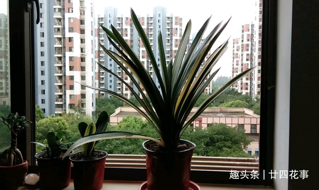 水肥|立秋之后,做好4件事,君子兰9月疯长,年底爆花