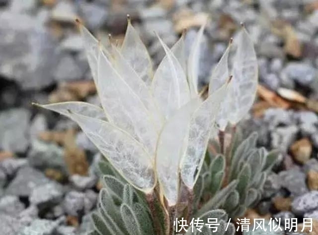 犹如蝉翼般的植物，被称为“大地翅膀”