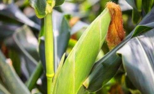 火龙果|对身体最好的三种食物,营养丰富、滋润肌肤,好处多多!