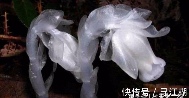 幽灵草|此为“冥界之花”,又称“幽灵草”,如果在野外遇见,切莫踩到