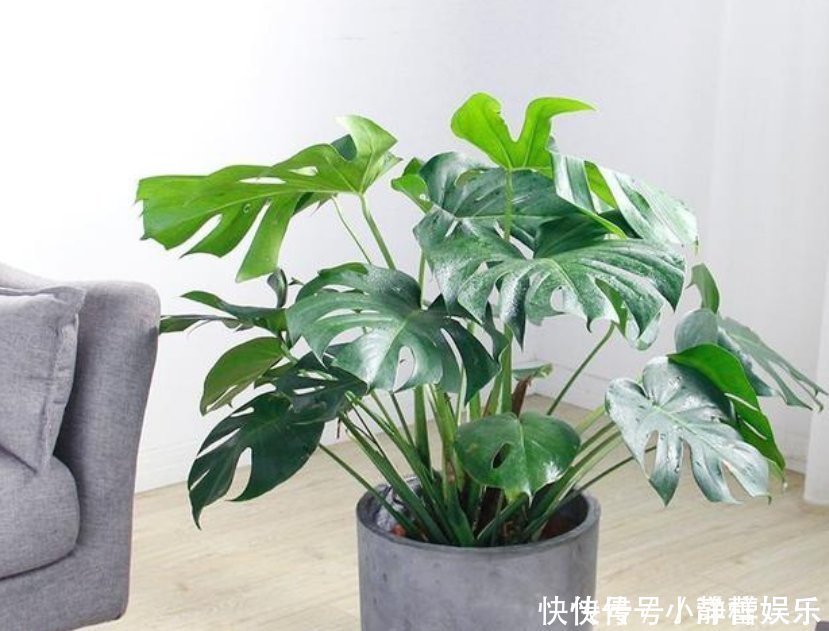 家里最适合养这3种花,净化空气,养在客厅上档次,漂亮又实用