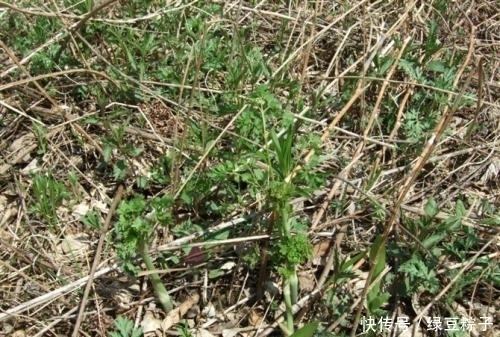 提醒|提醒:见到像猫爪子的野菜,一定要拔回家,好处多,作用还大