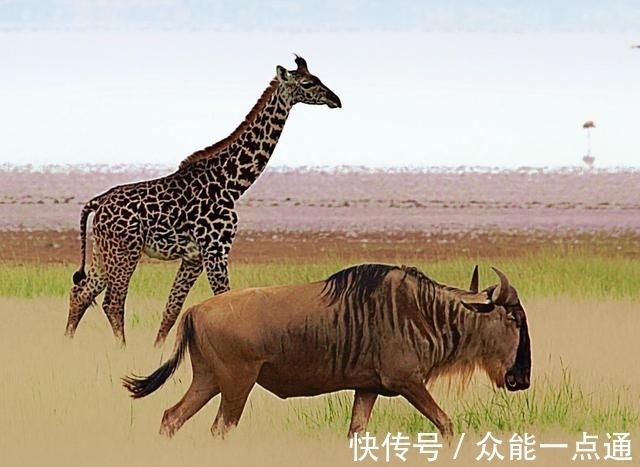 公孙龙@乱套了!犀牛原来是马不是牛,河马原来是牛不是马?