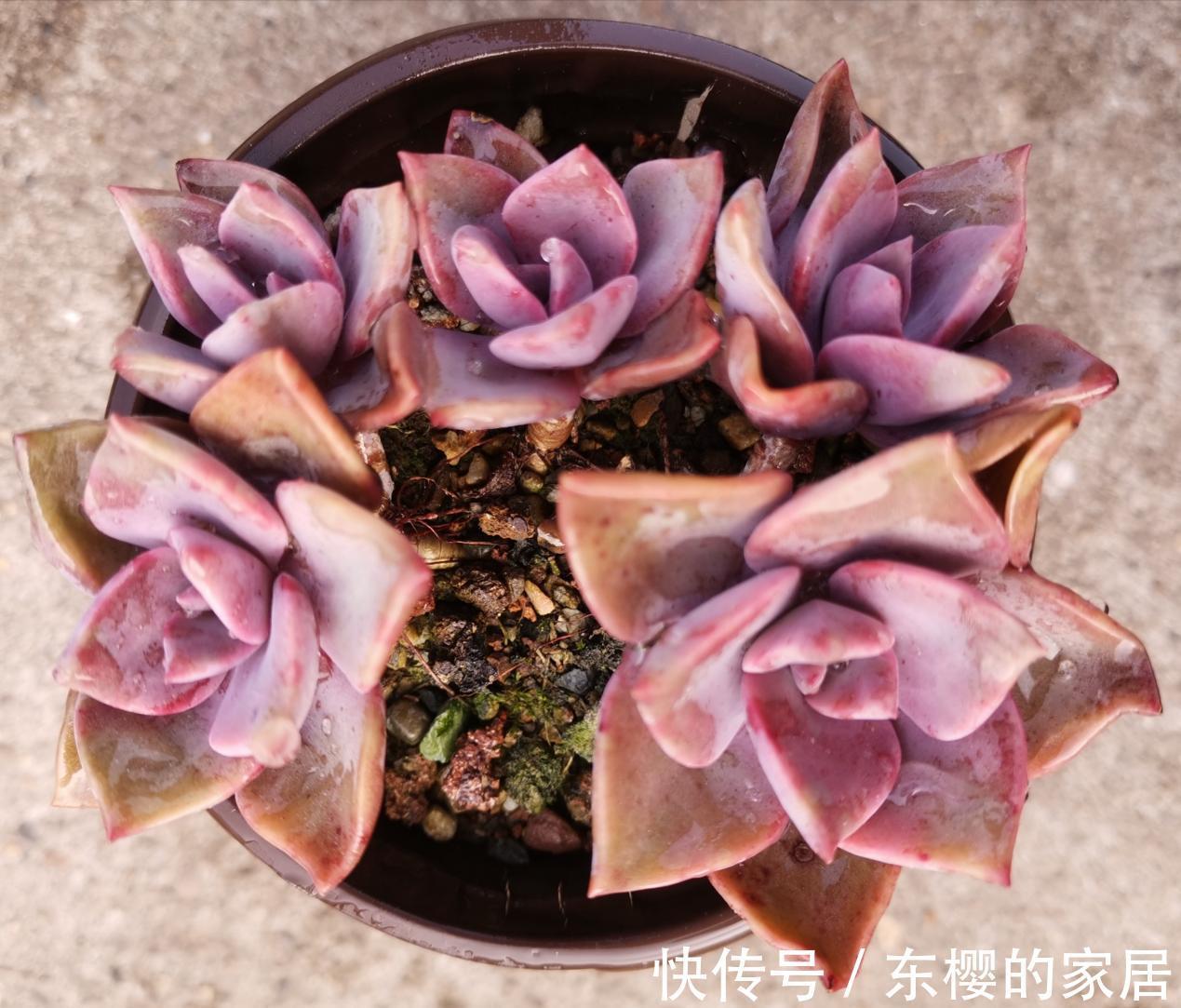 花盆|养景天多肉初恋，有4方面出问题不能忽略，不然一盆都留不住