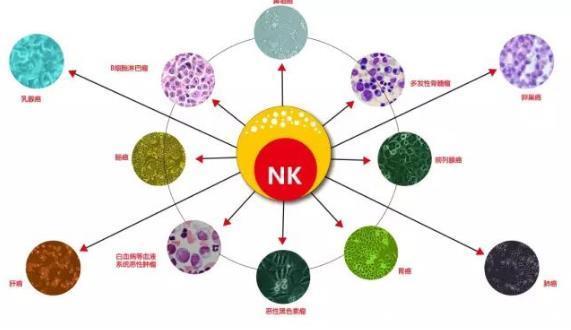 Nk细胞抗病防癌的利剑医诺达 快资讯