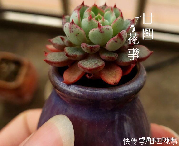 新手养多肉，这事很关键，掌握好事半功倍，但容易被忽略