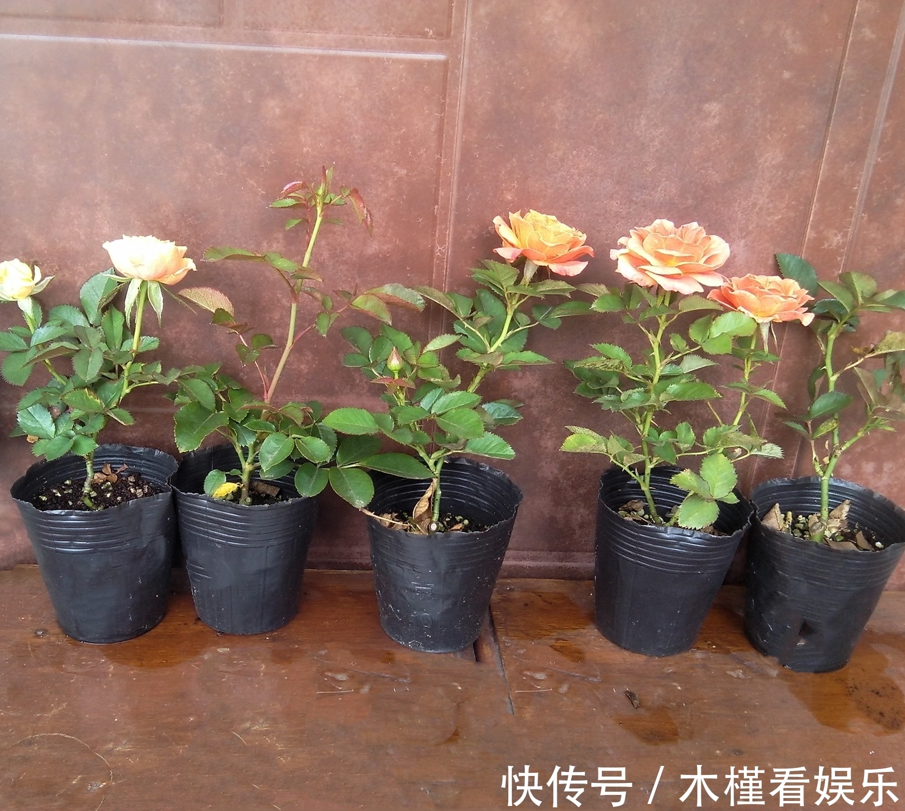 营养|月季扦插的弱苗怎样养壮实营养是关键,光照不能少,养根是基本