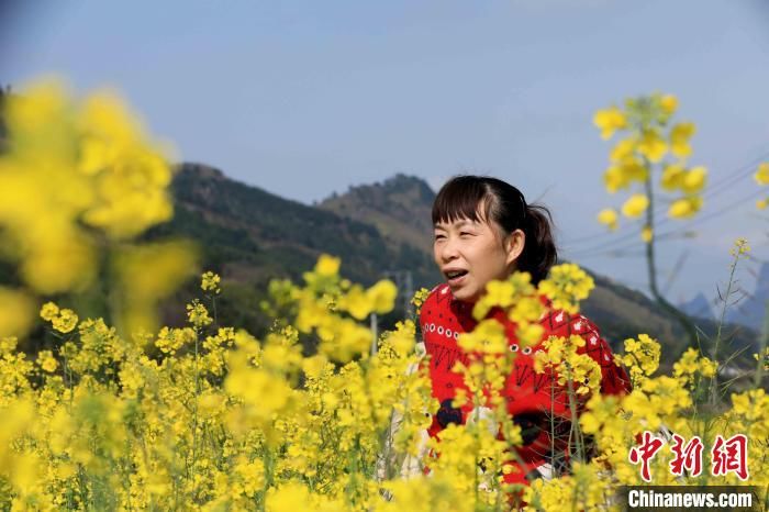 民众|广西山区万亩油菜花盛开迎客来