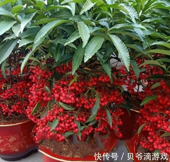 发财树|客厅摆上6种花，大气美观寓意好，亲戚都夸有品味，你喜欢哪种？