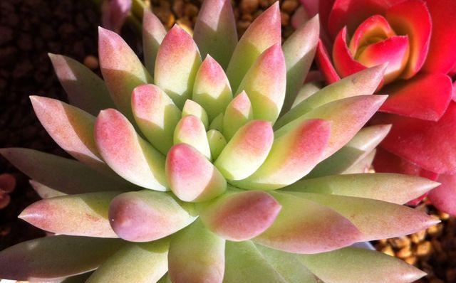 新手养多肉，常犯几种错误，难怪始终长不出状态