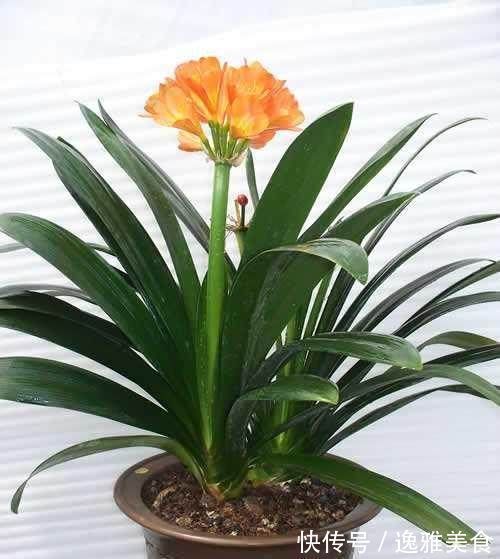 花都是被浇死的,这里是常见花卉的浇水技巧,爱养花的接好了