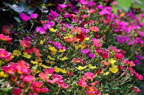 几种最适合冬天养的懒人植物，一定要来一盆